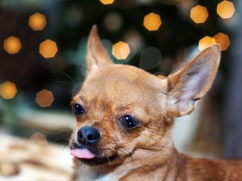 Red chihuahua dog on bokeh background. Closeup.