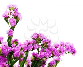 Bouquet from purple statice flowers arrangement isolated on white background. Selective focus.