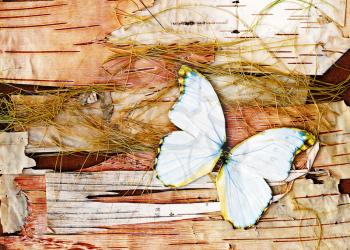 Abstract composition from butterflies, birch bark and straw.
