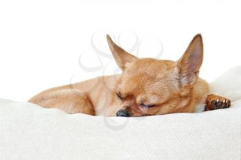 Sleeping red chihuahua dog isolated on white background. Closeup.