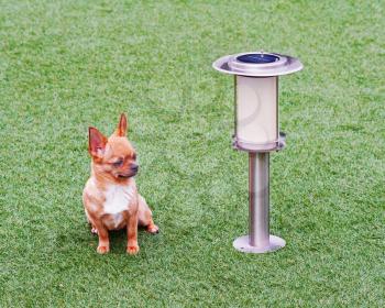 Red chihuahua dog siting on green grass near solar powered lamp.