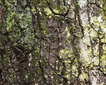 Old tree bark for natural textured background. Textural background, gray color.