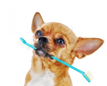 Red chihuahua dog with toothbrush isolated on white background. Closeup.