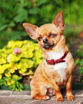 Red chihuahua dog sits on a granite pedestal. Selective focus.