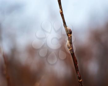 Beautiful pussy willow branch with catkins. Closeup.