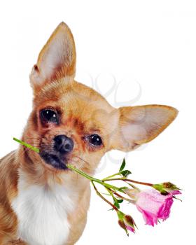 Chihuahua dog with rose isolated on white background