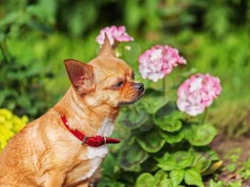 Red chihuahua dog on garden background. Selective focus.