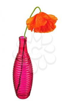 Single poppy flower in red vase isolated on white background. Closeup.