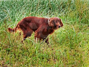 Hunting irish setter standing in the grass. Autumn hunting.