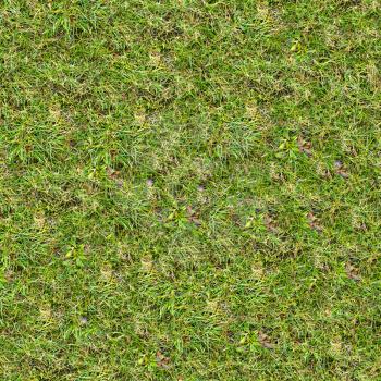 Beautiful Green Grass. Seamless Tileable Texture.