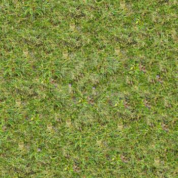Beautiful Green Grass. Seamless Tileable Texture.