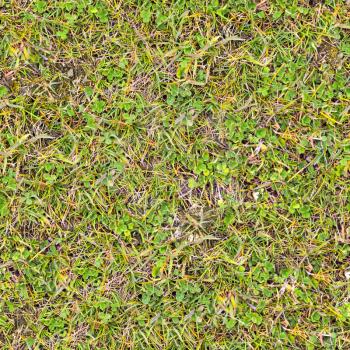 Grass. Seamless Tileable Texture.
