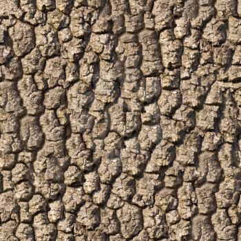 Bark of Oak Seamless Tileable Texture.