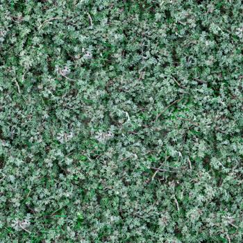 Seamless Tileable Texture of Sage-Brush.
