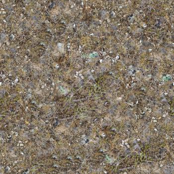 Seamless Texture of Plot Rocky Steppe Soil with Shells and Stones in the Coastal Zone, Covered with Withered Grass.