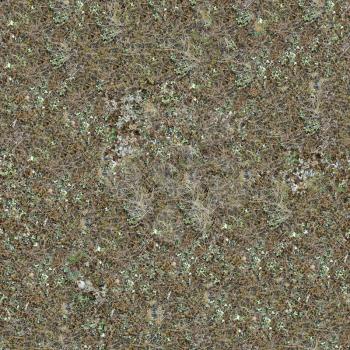 Seamless Texture of Steppe Soil Covered with Withered Grass, Moss and Lichen.