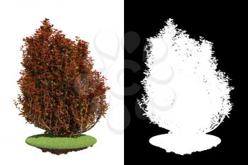Decorative Bush on Green Grass Isolated on White Background with Detail Raster Mask.