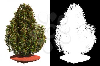 Weathered Shrub on Grass Isolated on White Background with Detail Raster Mask.