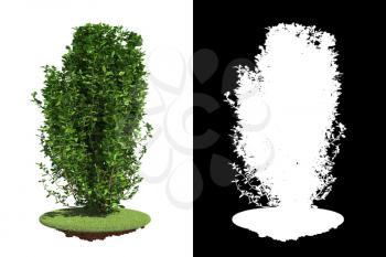 Green Bush on Green Grass Isolated on White Background with Detail Raster Mask.