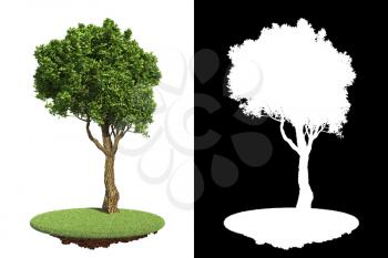 Green Tree with asymmetrically positioned crown, Isolated on White Background with Detail Raster Mask.