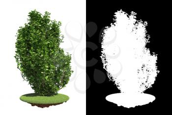 Green Shrub on Green Grass Isolated on White Background with Detail Raster Mask.