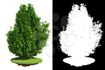 Green Shrub Isolated on White Background with Detail Raster Mask.