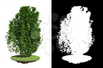 Green Bush Isolated on White Background with Detail Raster Mask.
