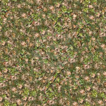Grass Surface of Oak Grove with Wildflower and Dry Leaves. Seamless Tileable Texture.