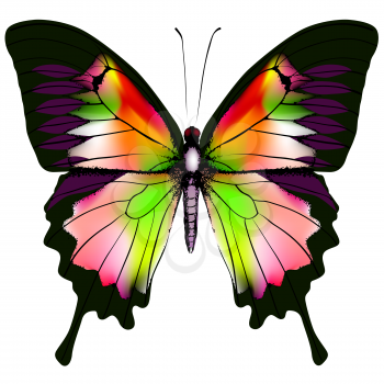 Isolated Butterfly Vector Illustration