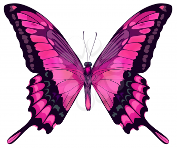 Vector Iillustration of Beautiful Pink Butterfly Isolated on White Background 
