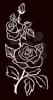 three white roses  isolated on black  background, vector illustration 