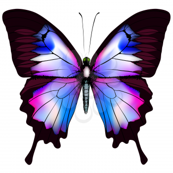 Beautiful vector isolated blue butterfly