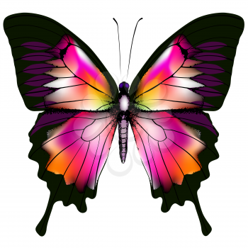 Isolated Butterfly Vector Illustration