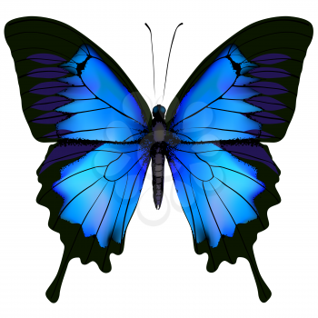 Blue butterfly papilio ulysses. Mountain Swallowtail isolated vector on white background
