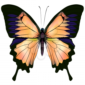 Butterfly. Orange and yellow butterfly isolated illustration on white background. Nonexistent butterfly zoology specimen