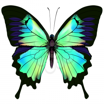 Butterfly. Vector illustration of blue azure and green colorful butterfly. Beautiful butterfly isolated on white background
