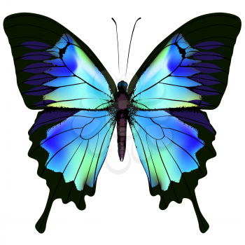 Butterfly. Vector illustration of blue azure and green colorful butterfly. Beautiful butterfly isolated on white background