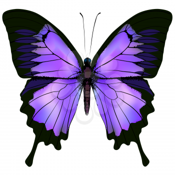 Butterfly. Vector illustration of beautiful pink and purple lilac violet butterfly isolated on white background