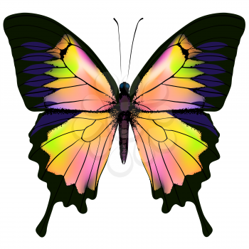 Butterfly. Orange green pink and yellow butterfly isolated illustration on white background. Nonexistent butterfly zoology specimen