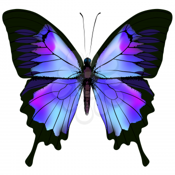 Butterfly. Vector illustration of beautiful pink blue lilac and purple butterfly isolated on white background