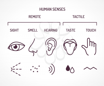 Five basic human senses as sight smell hearing taste and touch. Set of outline symbols as eye nose ear tongue finger