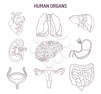 Human internal organs collection. Vector sketch medical symbols isolated on white illustration. Hand drawn line art icons set