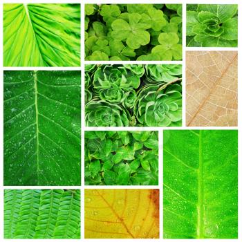 Royalty Free Photo of a Leaf Collage