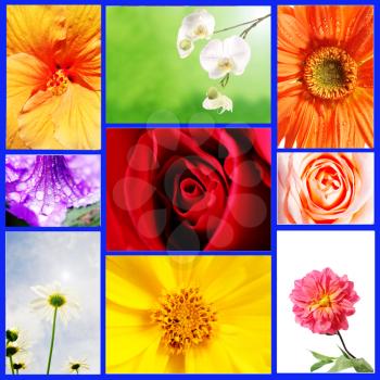 Royalty Free Photo of a Flower Collage
