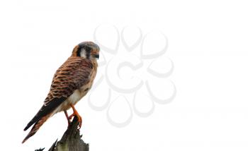 Royalty Free Photo of an American Kestrel (Falco Sparverius) on a Fence Post