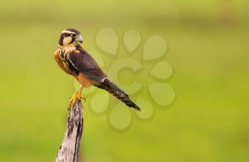 Royalty Free Photo of an Aplomado Falcon (Falco Femoralis) on a Post