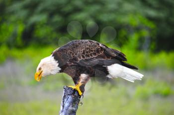 Royalty Free Photo of a Bald Eagle (Haliaeetus Leucocephalus) on a Post