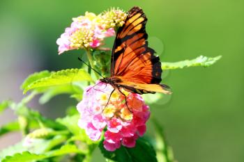 Royalty Free Photo of a Juno (Dione Juno) Butterfly on a Flower