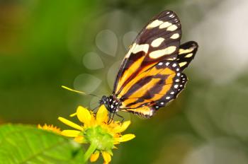 Royalty Free Photo of a Tiger Mimic Butterfly on a Yellow Flower