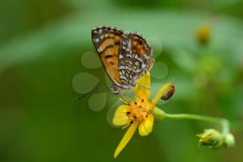 Royalty Free Photo of an Elada Checkerspot Butterfly Drinking Nectar From a Yellow Flower